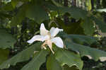 Bigleaf magnolia